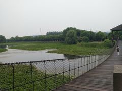 -荷塘月色湿地公园·向阳花洲
