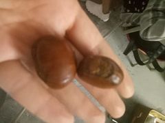 -栗栗香糖炒栗子(红勤楼店)