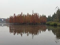 -白鹭湾湿地公园