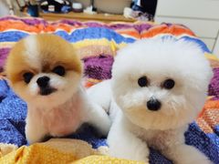 -爱侣宠医·鹦鹉专科·小型哺乳类·异宠专科(灵石路店)