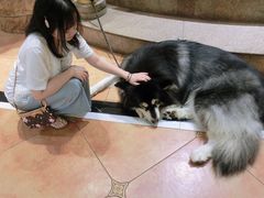 -more than meow吴止猫主题餐厅(承德 中船汇店)