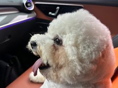 -帕帕拉兹宠物(亚洲旗舰店)