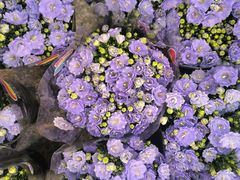 -双季花艺园艺市场(浦东店)