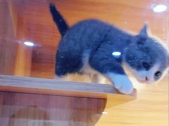 -喵百万·布偶·蓝金金渐层英短·猫舍(百子湾店)