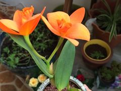 -双季花艺园艺市场(浦东店)