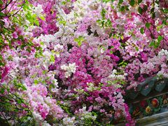 -深圳国际园林花卉博览园