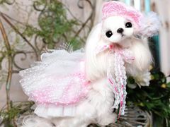 -萌宠之家·腊肠犬·马尔泰·小体犬舍