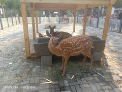 -长白岛森林公园