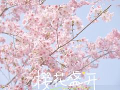 -顾村公园