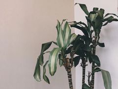 -Willing·Coffee&Brunch&Dinner(万达店)