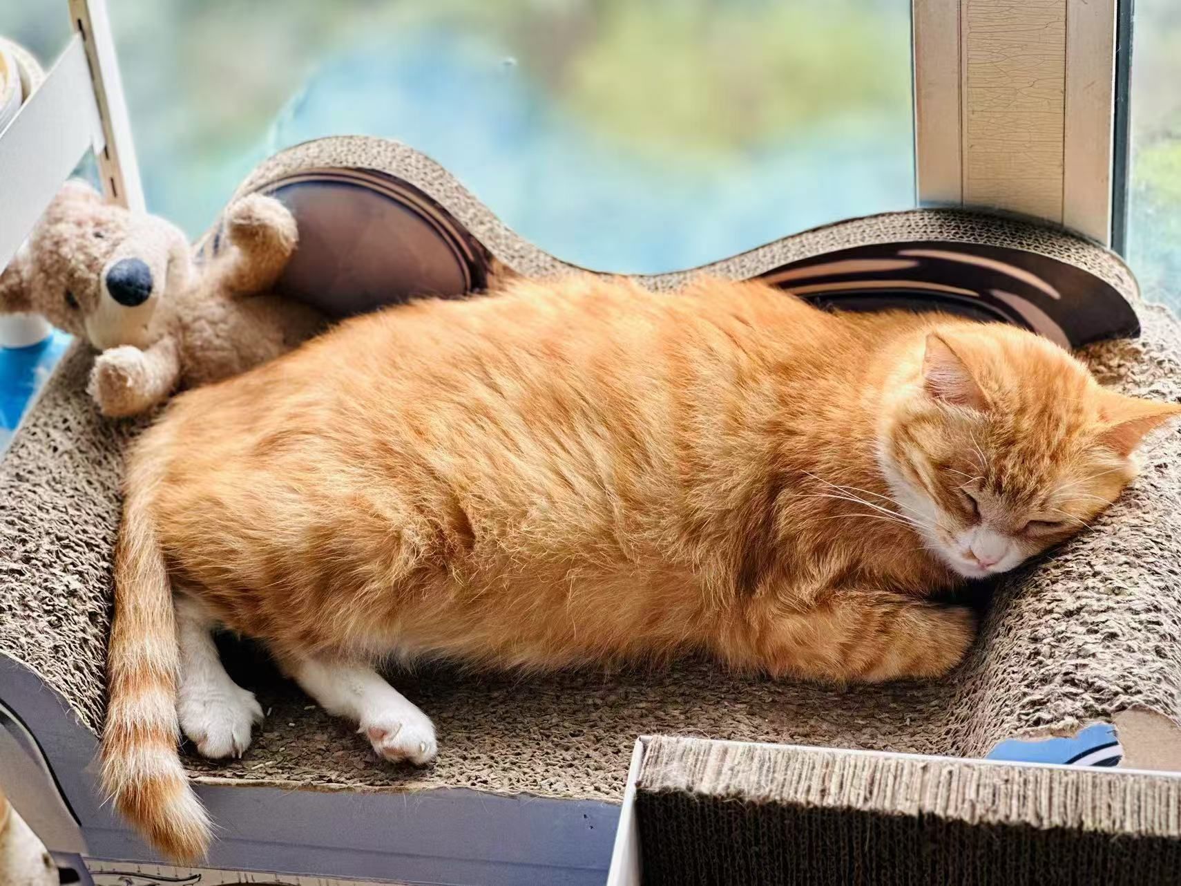 小黄猫悠闲午后