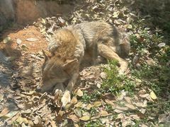-泉州海丝野生动物世界