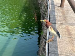 -石炮台公园