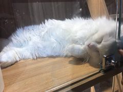 -浣熊柯尔鸭土拨鼠·电玩咖