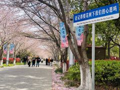 -高东镇樱花园
