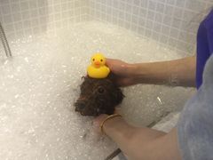 -PETKIT 小佩宠物·低压洗护·美容·寄养(安远店)