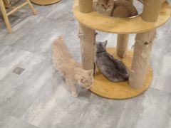 -楼上猫咖(罗湖店)