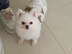 -怪兽屋·羊驼·猫咖·狗咖(俊华广场店)