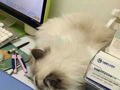 -宠福鑫康馨动物医院·骨科·眼科