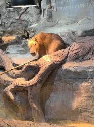 -Zoolung Zoolung动物主题公园(海信广场店)