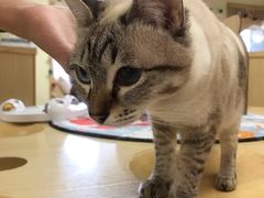-猫和宫(六道口店)