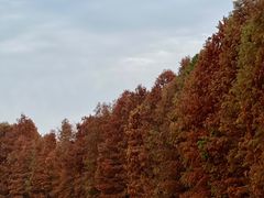 -上海海湾国家森林公园