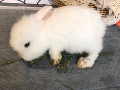 -RU DUCK柯尔鸭公社·撸鸭俱乐部·羊驼·小香猪