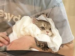 -momokira米努特·德文卷毛猫·棉花面纱犬