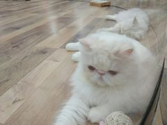 -袖虎·猫馆(体育西路店)