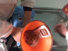 -pd派德宠物中心医院24H急重症·眼科中心·血液透析中心(嵩山北路店)