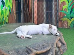 -清迈夜间动物园