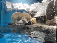 -海合安武汉极地海洋公园
