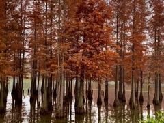 -白鹭湾湿地公园