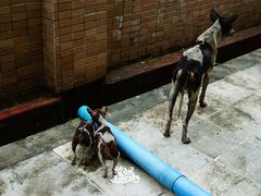 -ခြောက်ထပ်ကြီးရွှေသာလျောင်းဘုရားကြီး