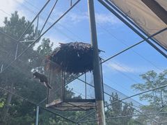 -西霞口神雕山野生动物世界