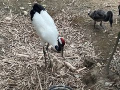 -东莞香市动物园