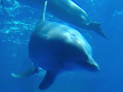 -多彩贵州城极地海洋世界