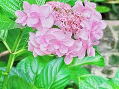 -谷咖啡·鲜花绿植花园餐厅