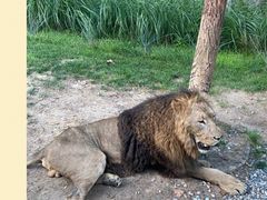 -北京野生动物园