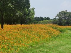 -瑶湖郊野森林公园
