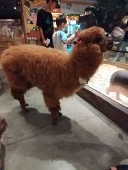 -造物庄园 萌宠纪(苏州湾歌林公园店)