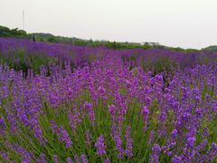 -大塘金香草谷
