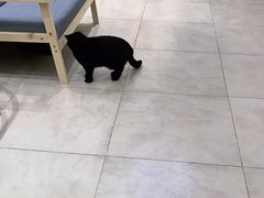-老吴的猫·猫舍(新区店)