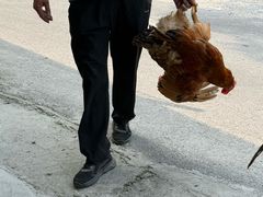 -马陆小张葡萄园农家乐