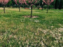 春天的花林-首都师范大学(良乡校区)