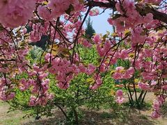 -石家庄市植物园