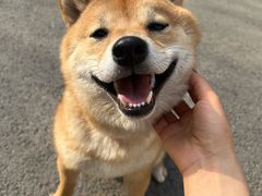 -美联众合动物医院·24h转诊中心