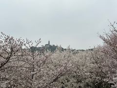 -苏州上方山国家森林公园