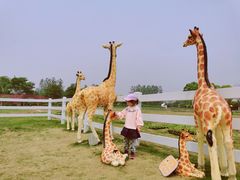 -杭州湾海上花田景区
