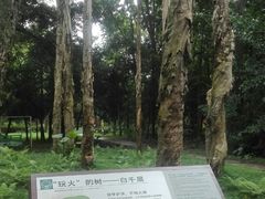 -南宁良凤江国家森林公园